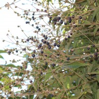 Vitex altissima L.f.